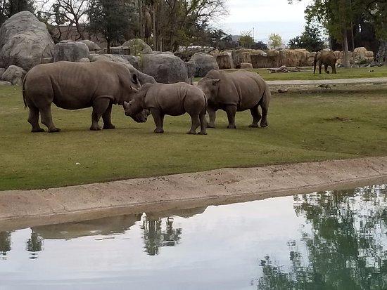 Safari Cafe At The Zoo