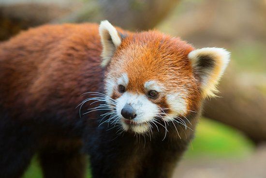Oregon Zoo