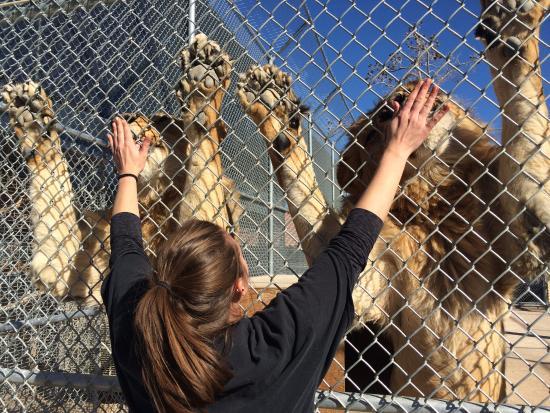 Lion Habitat Ranch